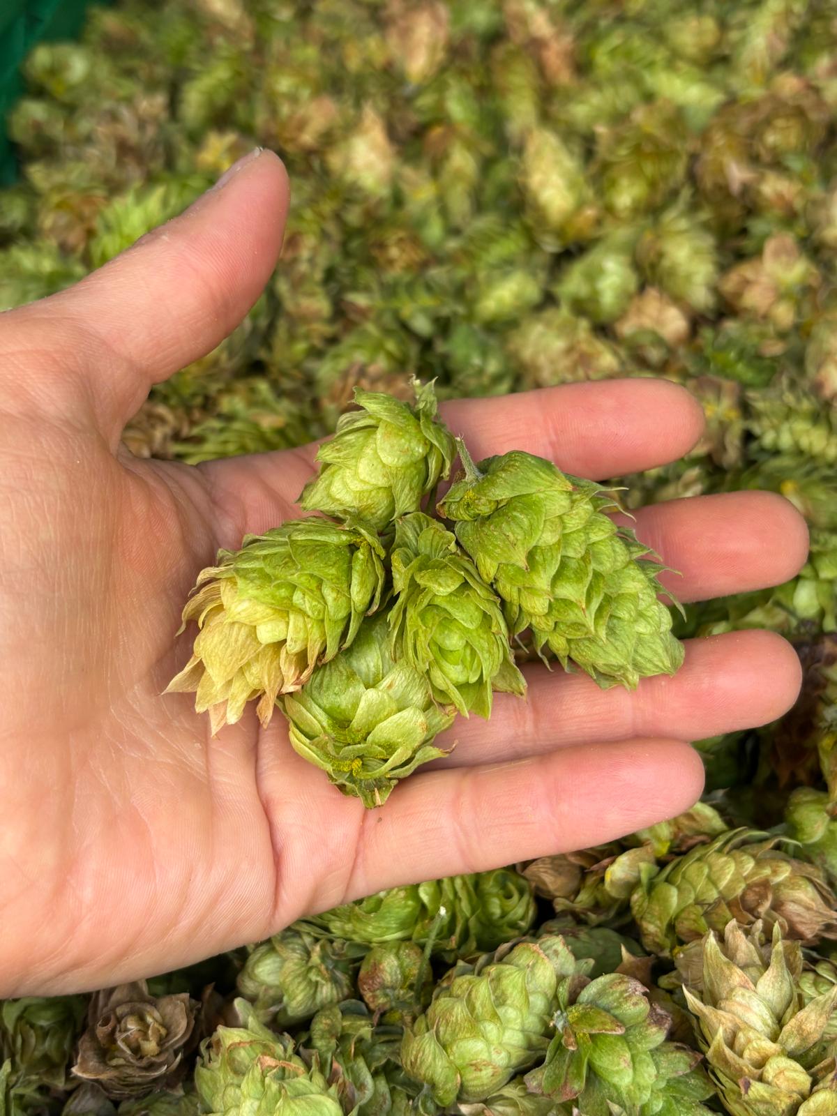 GIFT CARD COTTA 30 Lt